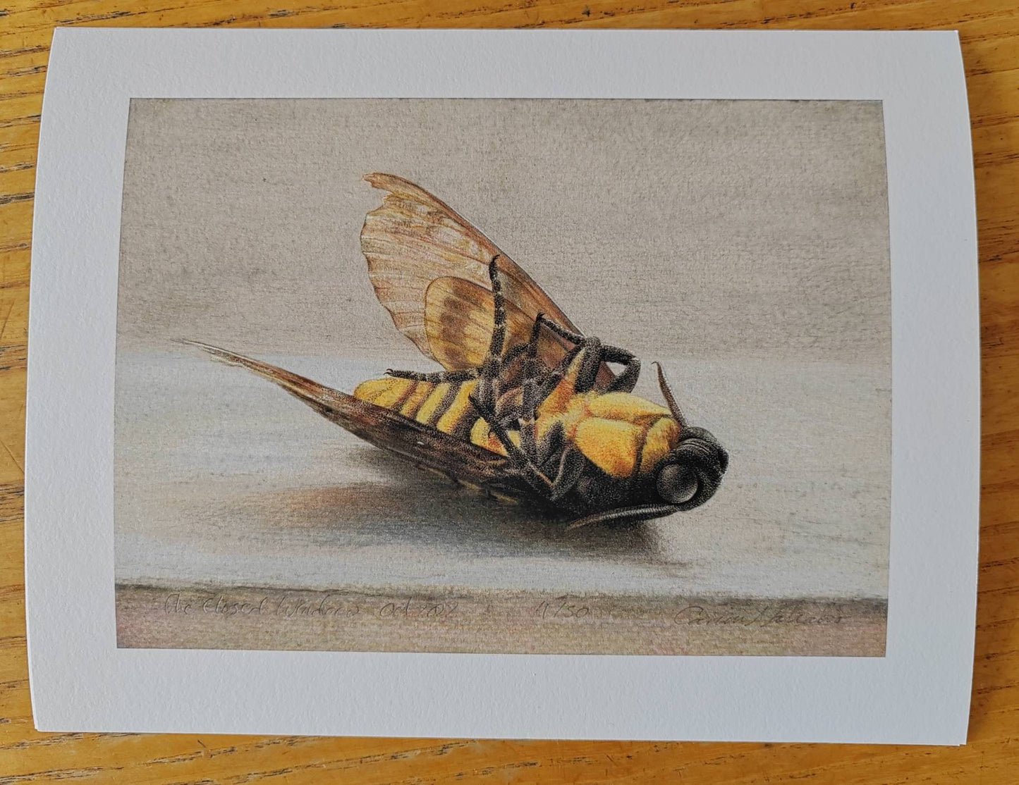 Limited edition art print - The Closed Window. Death's Head Hawk Moth, Acherontia atropos
