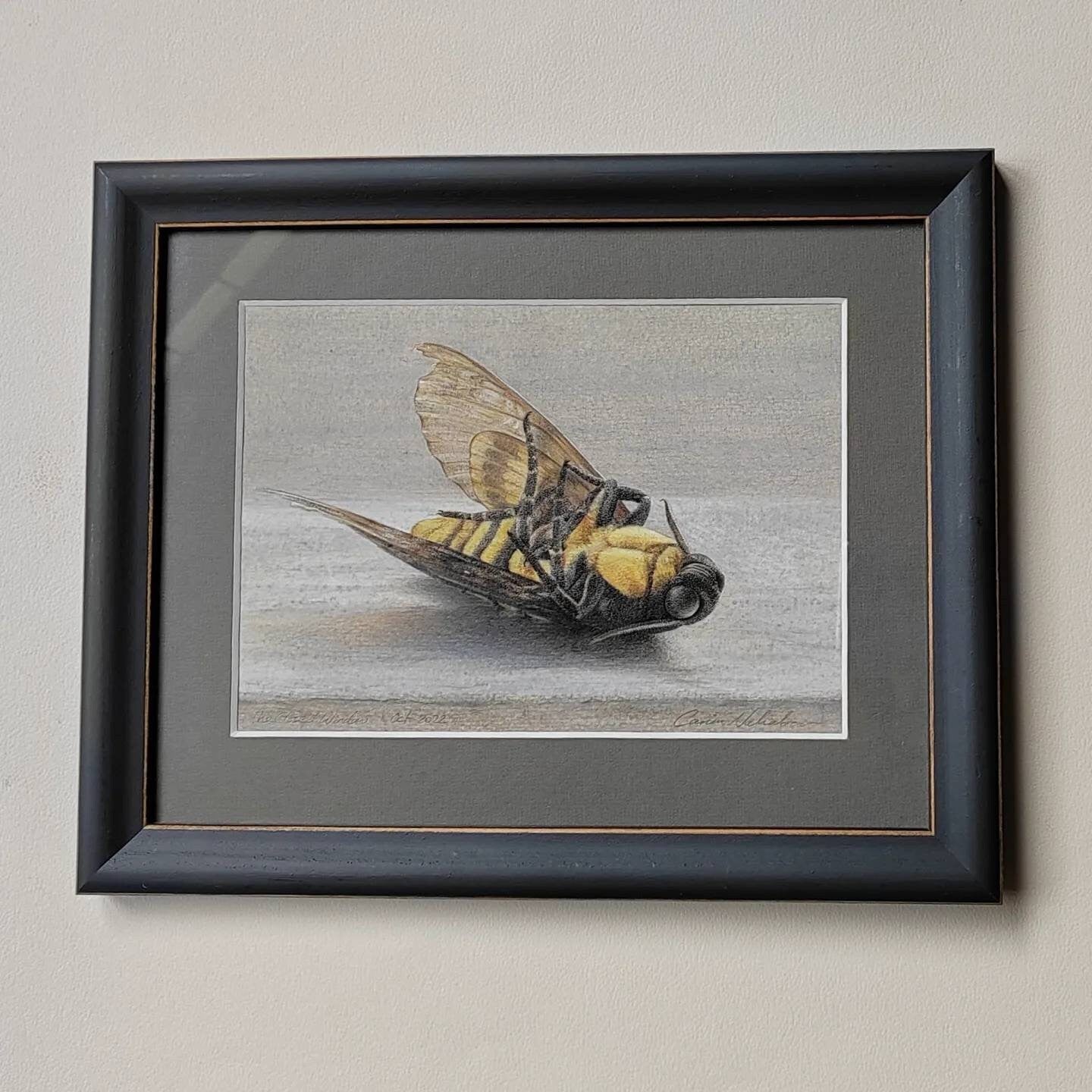 Framed Original Artwork - The Closed Window. Acherontia atropos, Death's Head Hawk Moth