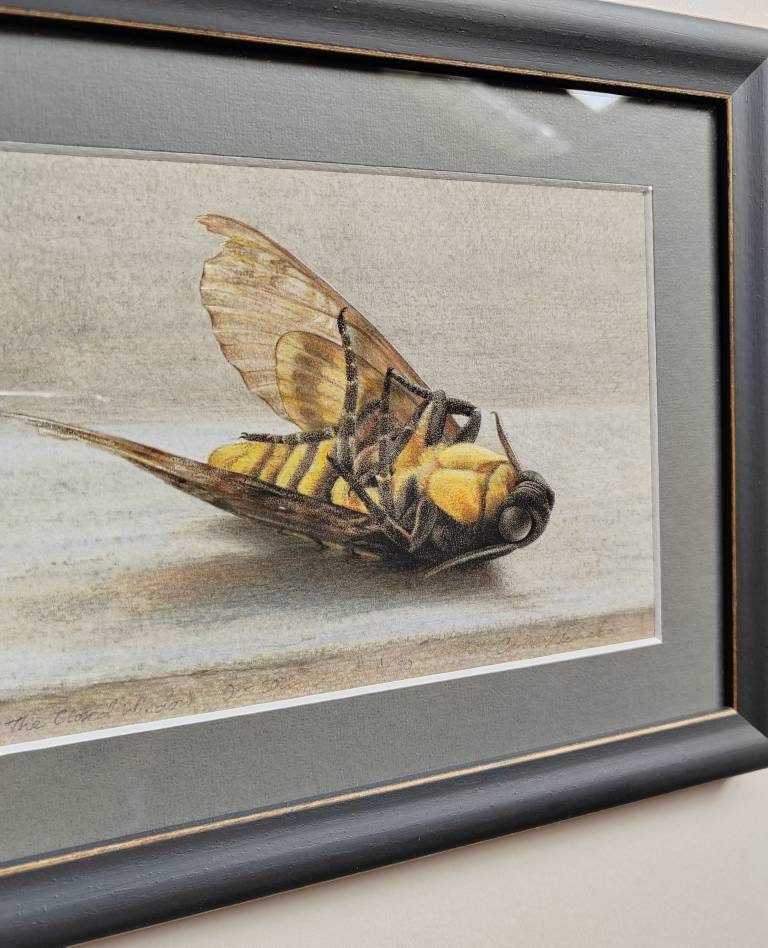 Framed Limited edition print. The Closed Window. Death's Head Hawk Moth, Acherontia atropos