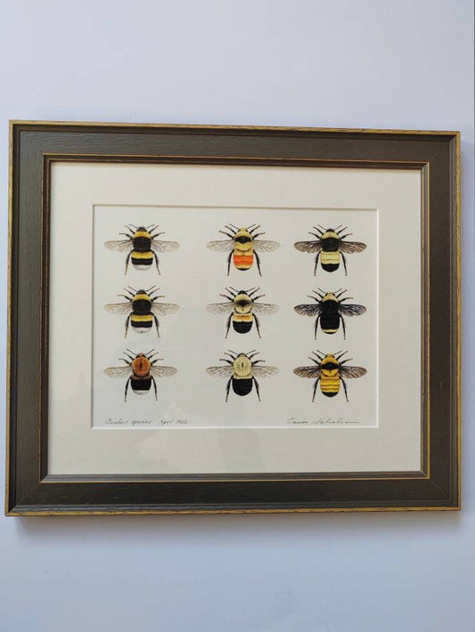 Framed Original Bumblebees artwork, 9 species