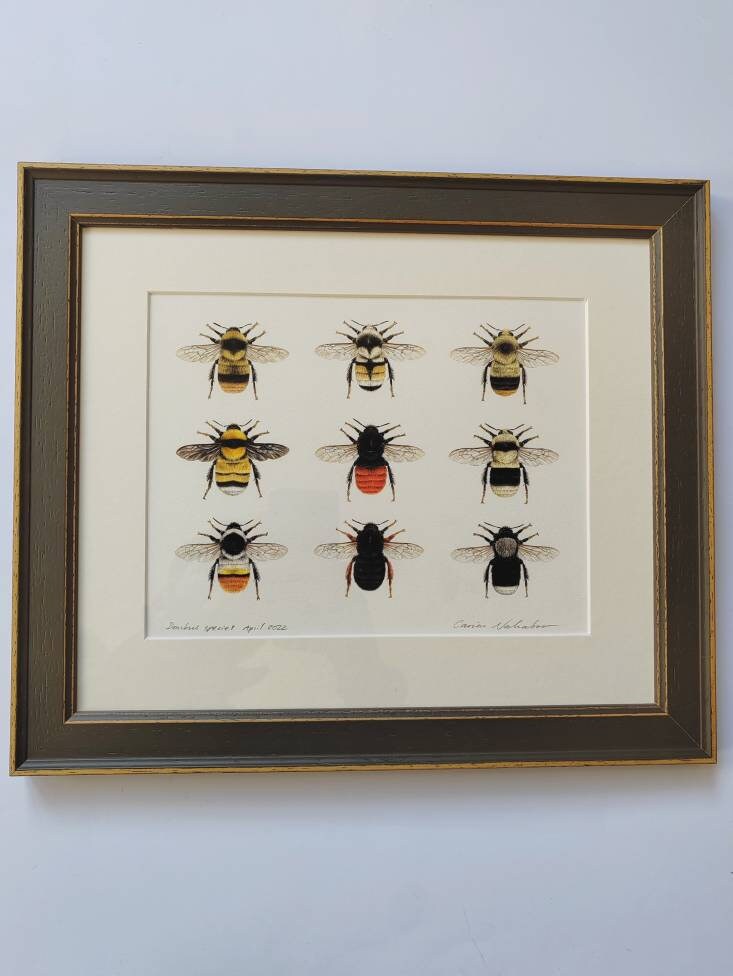 Framed Original Bumblebees artwork, 9 species