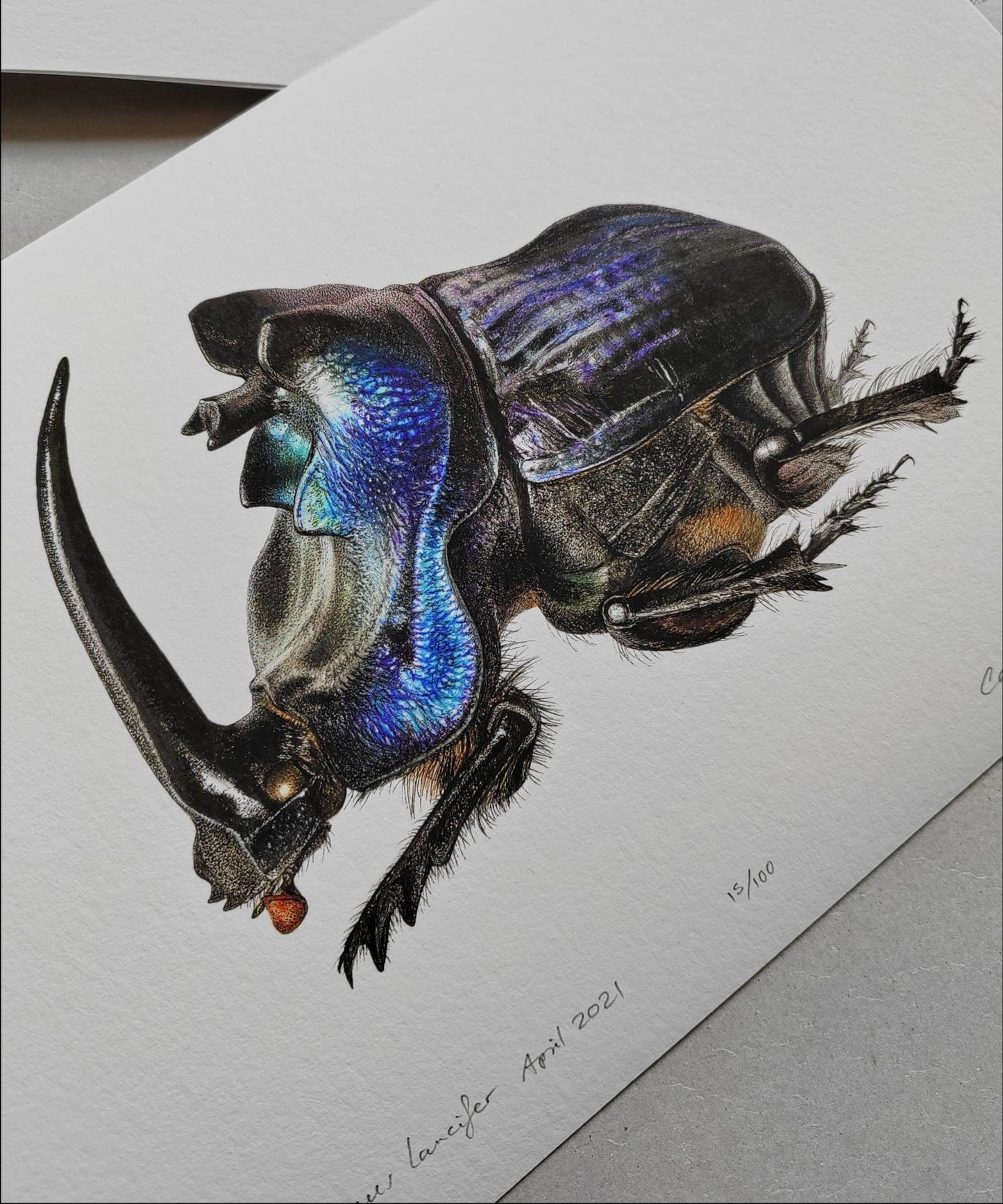 Coprophanaeus lancifer A4 size limited edition art print, signed and numbered. Scarab Beetle