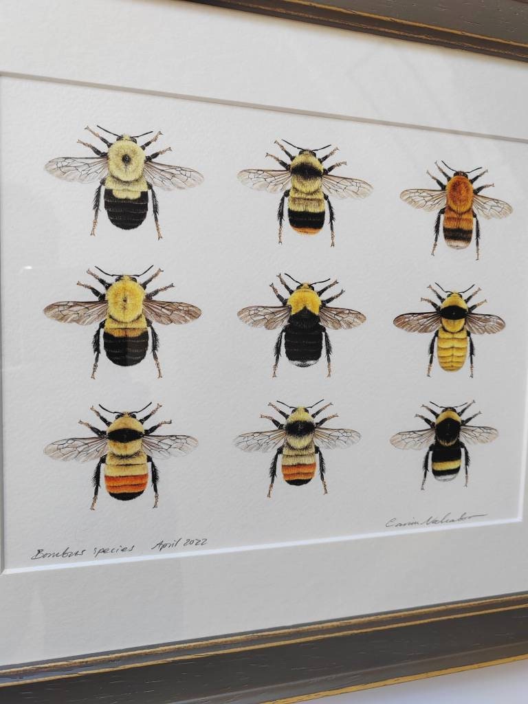 Framed Original Bumblebees artwork, 9 species