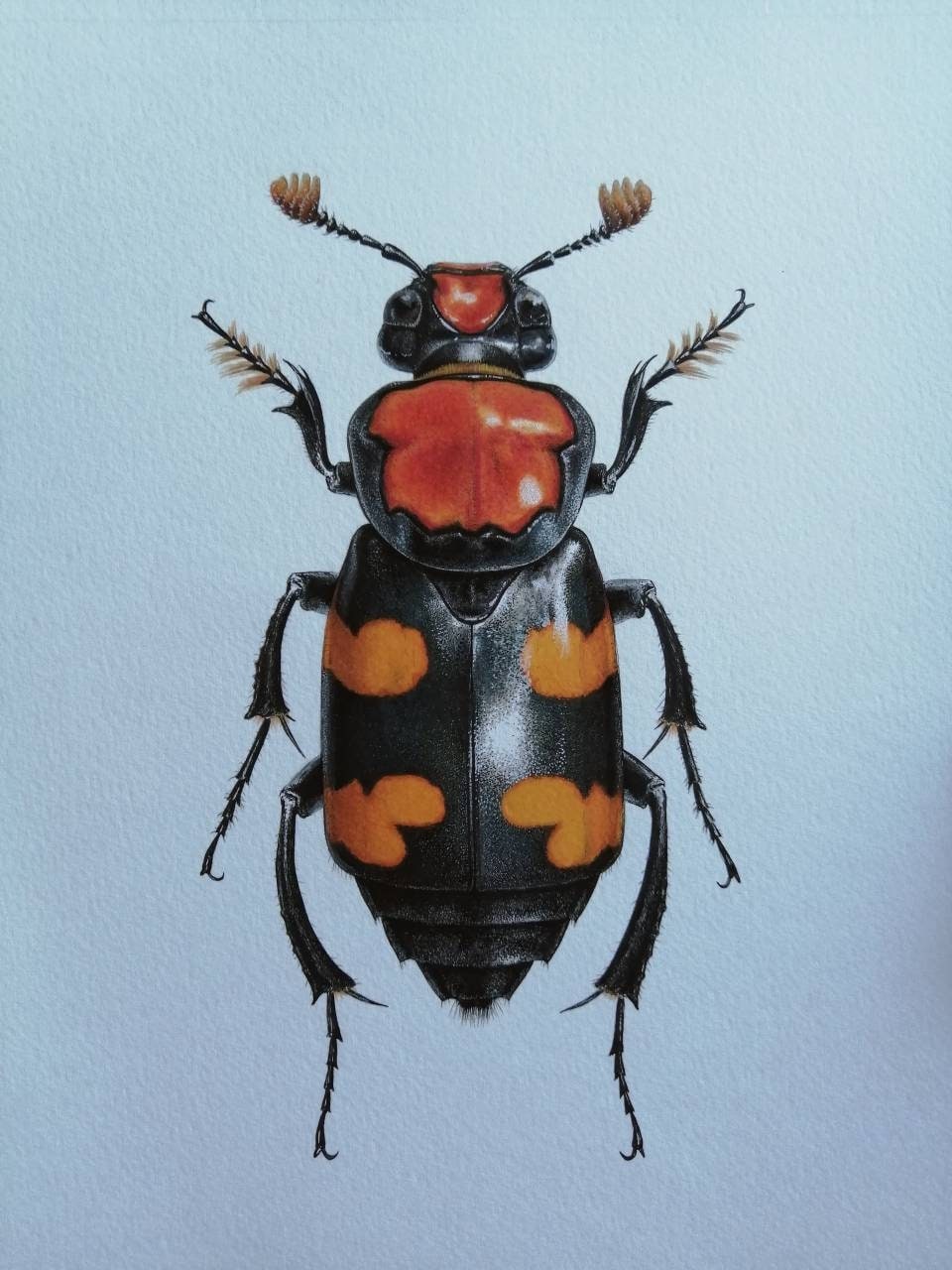 Nicrophorus americanus, American Burying Beetle, limited edition art print A4 size
