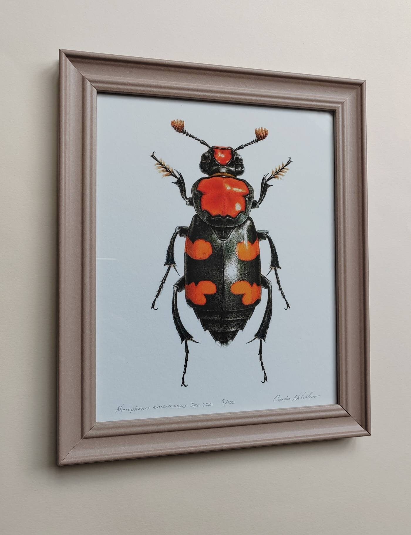 Framed limited edition art print Nicrophorus americanus, Burying Beetle