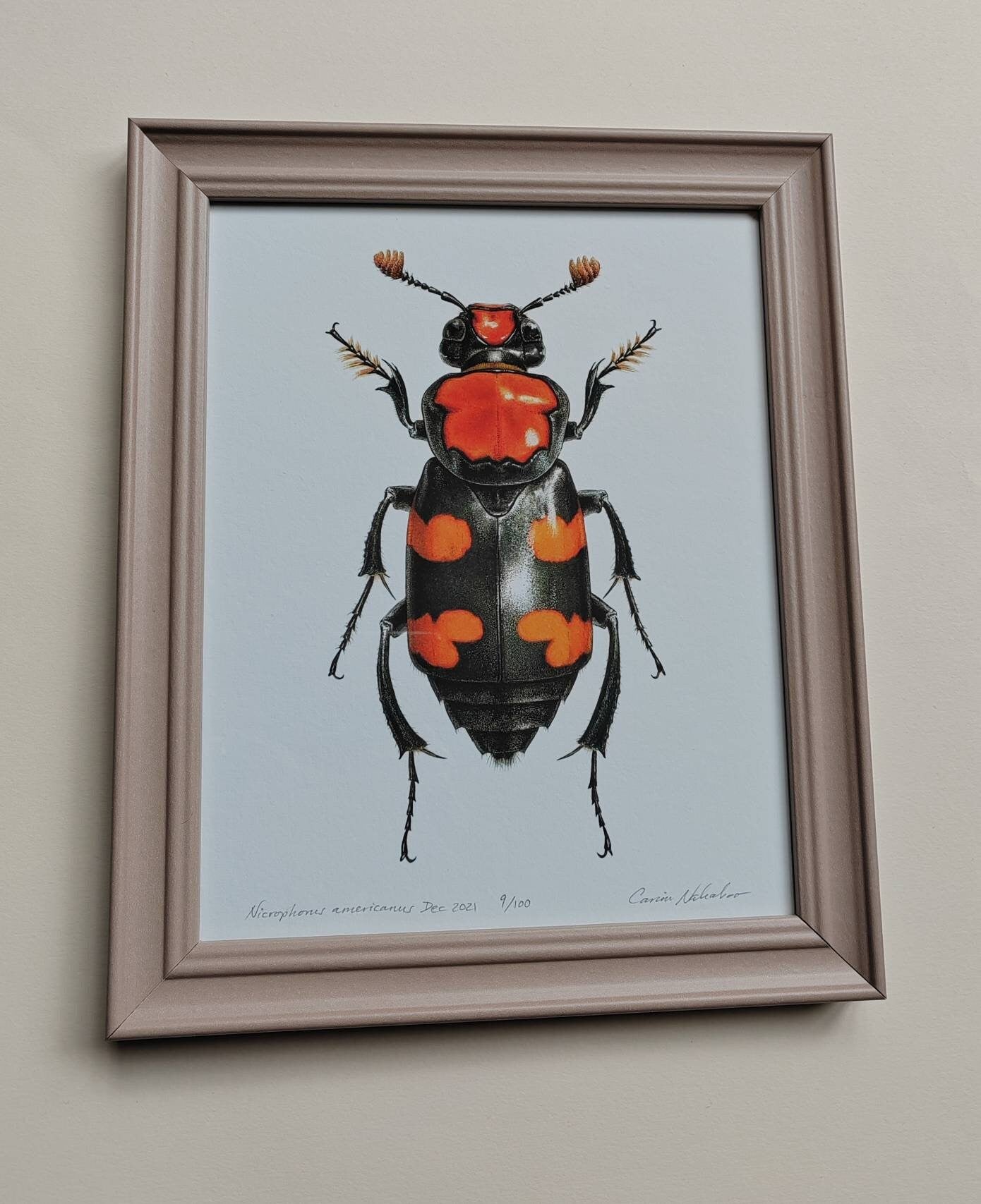 Framed limited edition art print Nicrophorus americanus, Burying Beetle