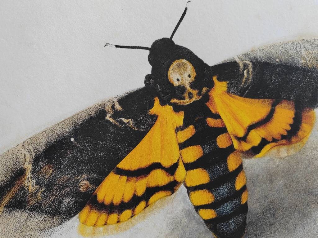 Acherontia atropos Death's Head hawk Moth limited edition art print 14x11 inch