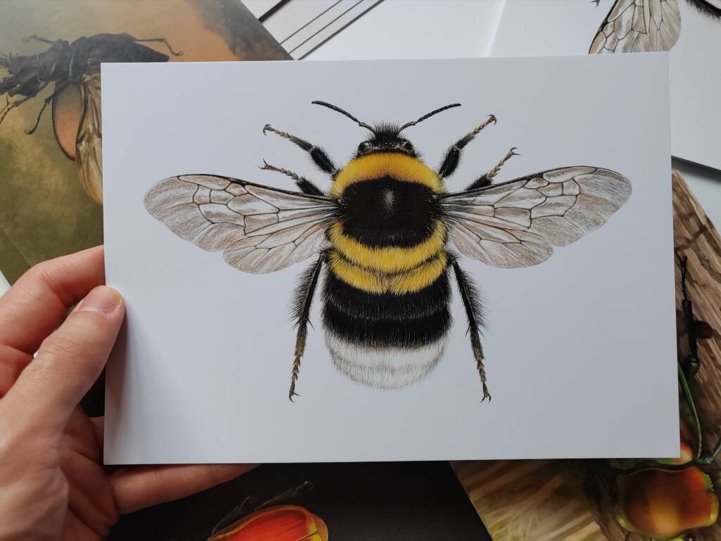 A5 giant postcard Bombus hortorum, Garden Bumblebee