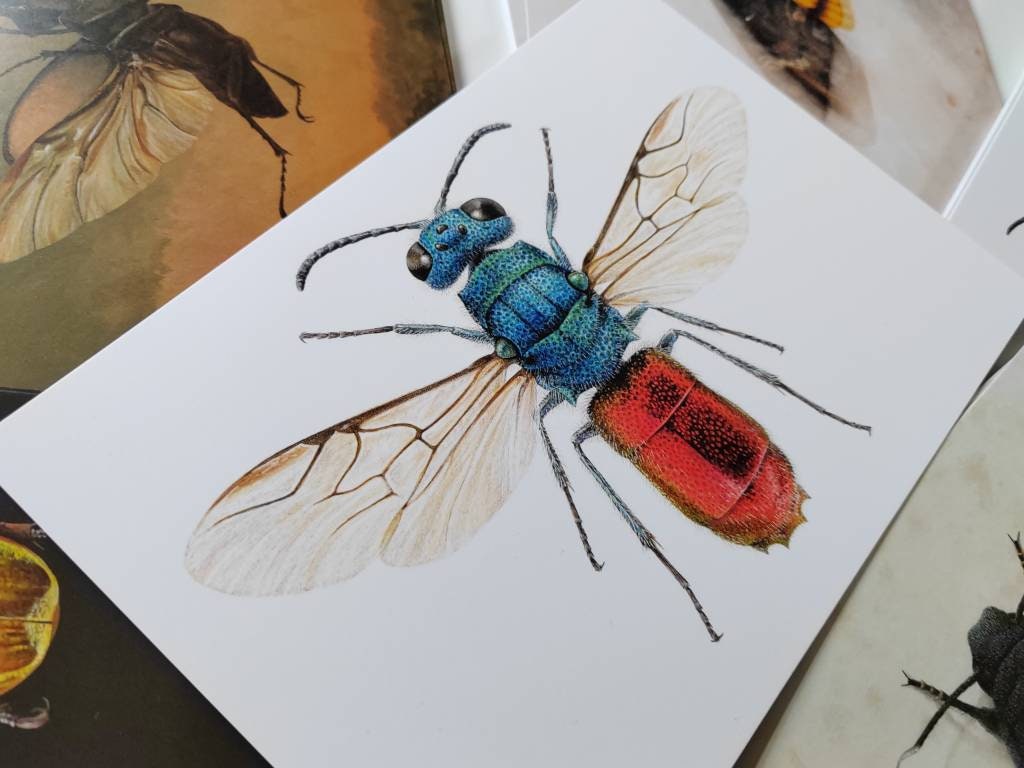 A5 giant postcard Chrysis ignita, Jewel wasp