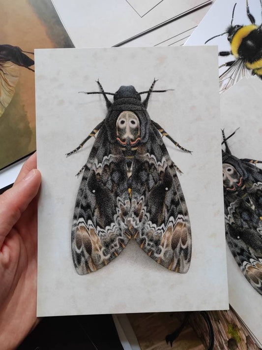 A5 giant postcard Acherontia lachesis, greater Death's Head Moth