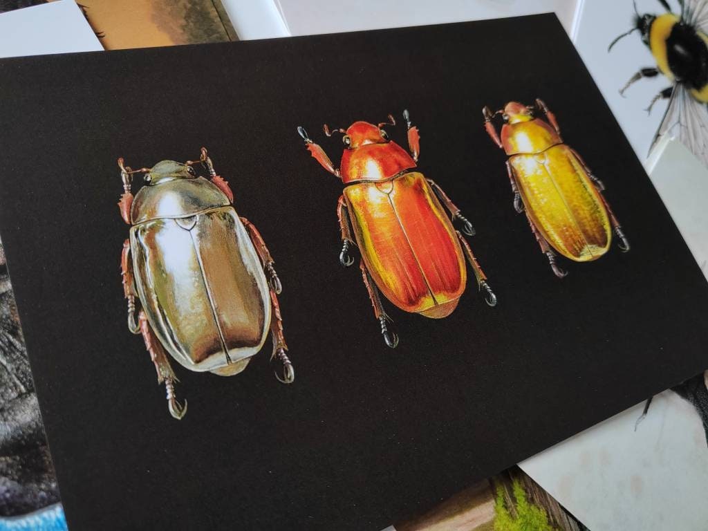 A5 giant postcard Chrysina jewel scarab beetle trio