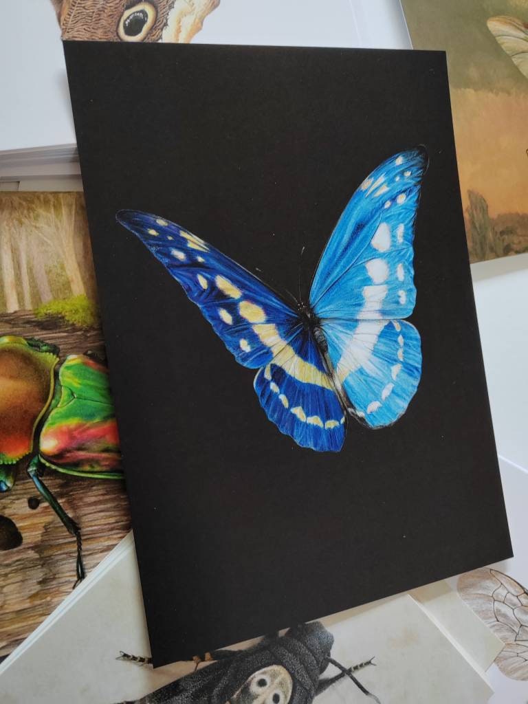 A5 giant postcard Morpho cypris butterfly