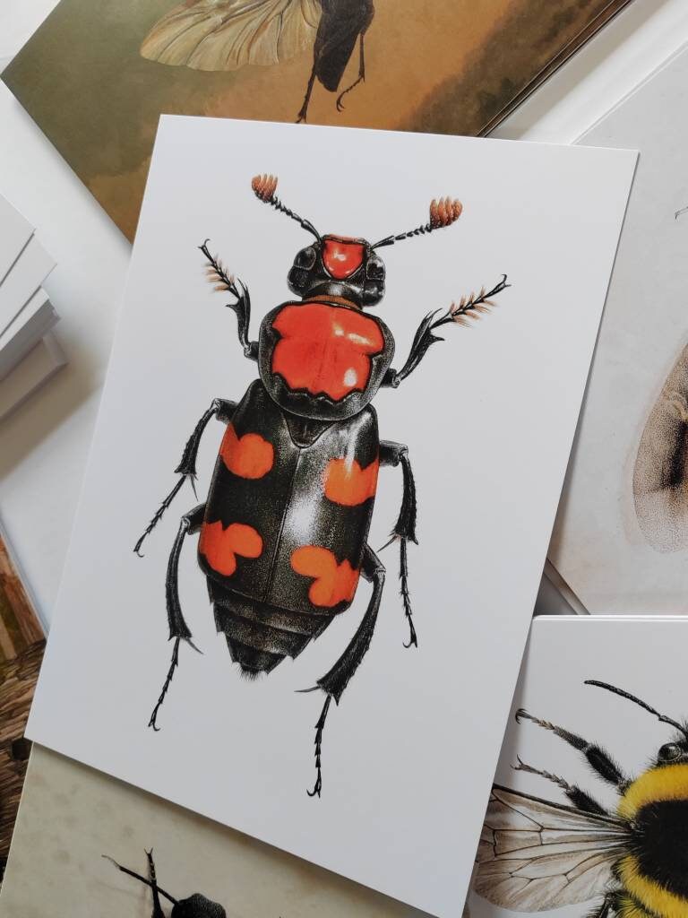 A5 giant postcard Nicrophorus americanus the American Burying Beetle