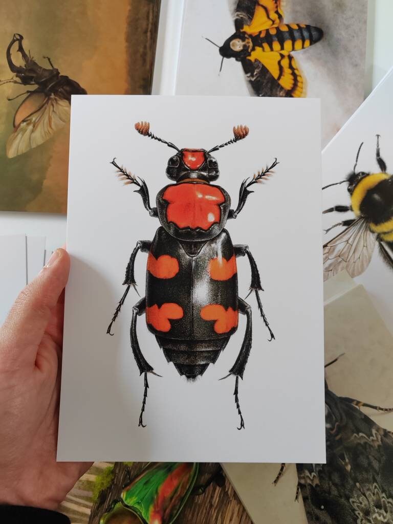 A5 giant postcard Nicrophorus americanus the American Burying Beetle