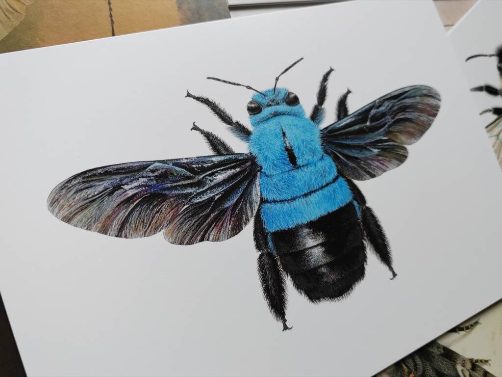 A5 giant postcard Xylocopa caerulea, the Blue Carpenter Bee