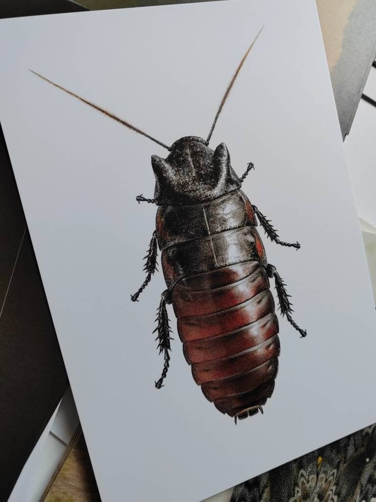 A5 giant postcard Gromphadorhina oblongonota, Giant Wide Horn Hissing Cockroach