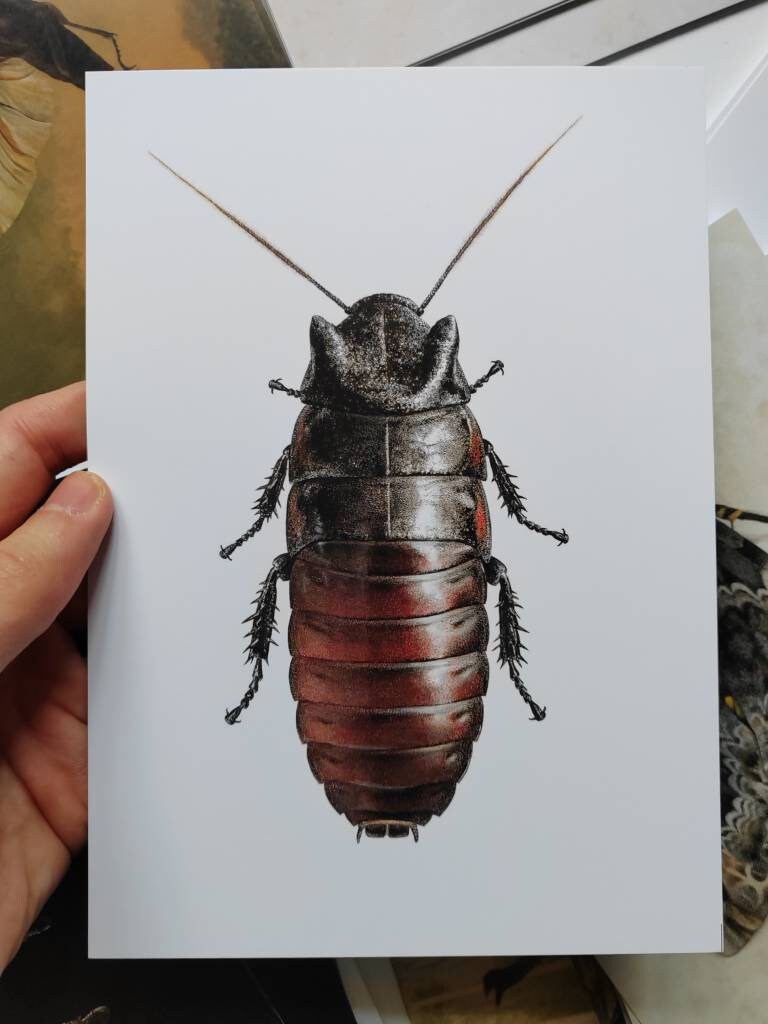 A5 giant postcard Gromphadorhina oblongonota, Giant Wide Horn Hissing Cockroach