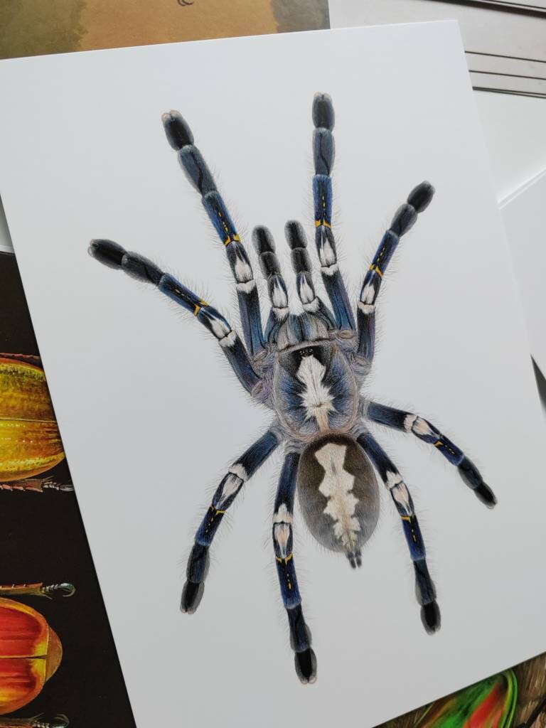 A5 giant postcard Poecilotheria metallica, Gooty Sapphire Ornamental tarantula