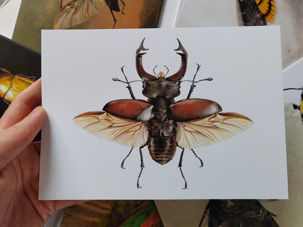A5 giant postcard Lucanus cervus, Stag Beetle