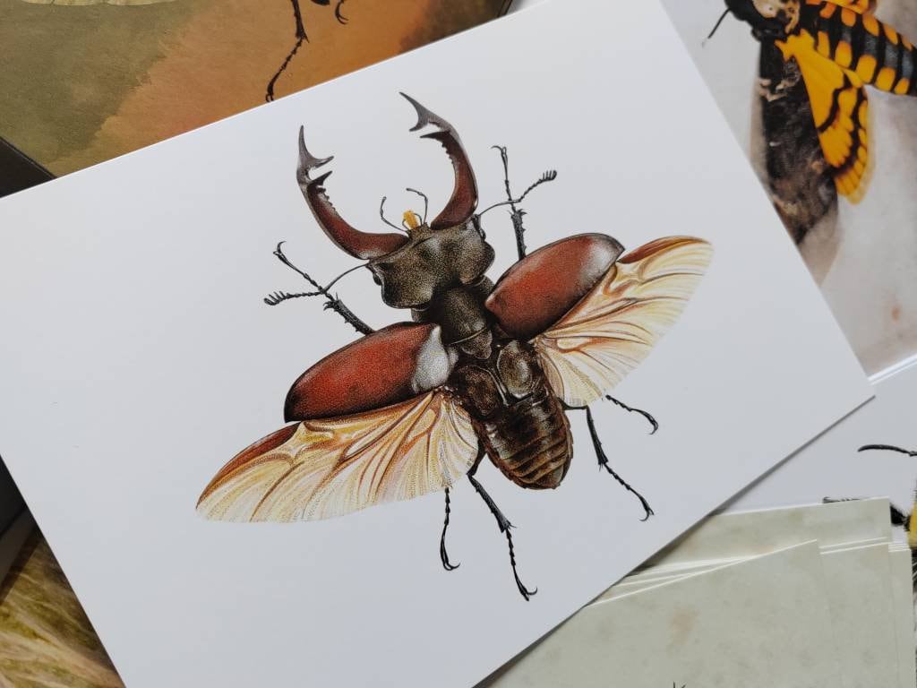 A5 giant postcard Lucanus cervus, Stag Beetle
