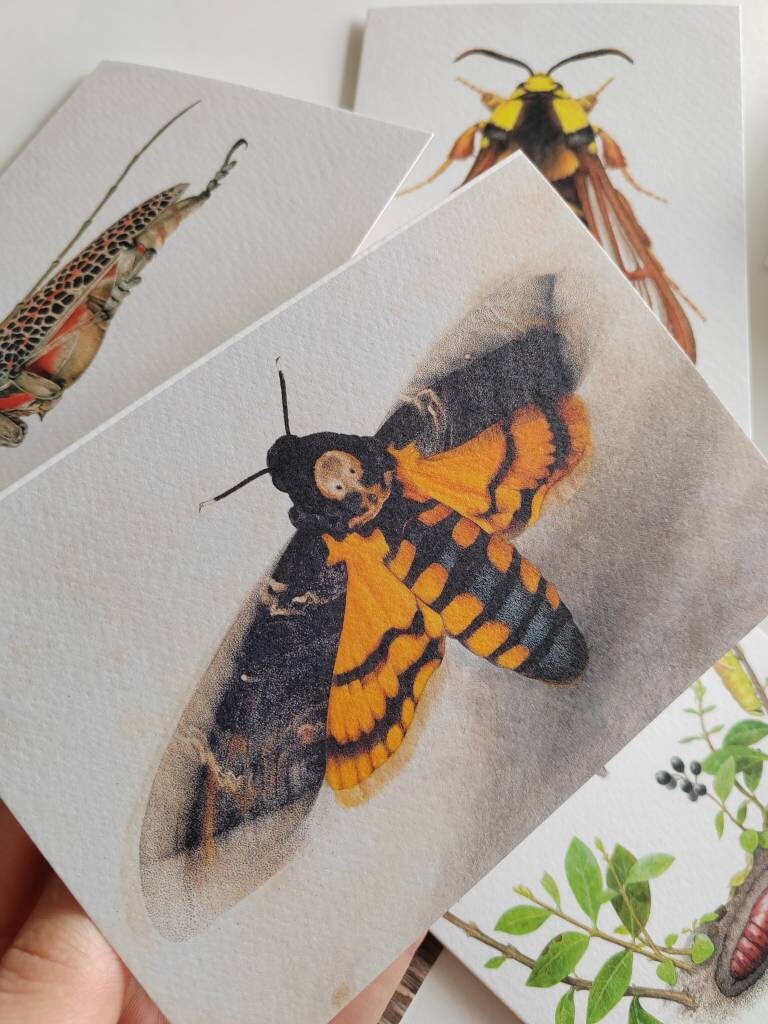 Greetings card, Acherontia atropos, Deaths head moth (new version) A6 size