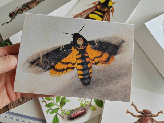 Greetings card, Acherontia atropos, Deaths head moth (new version) A6 size