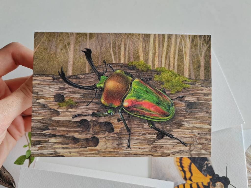 Greetings card - Phalacrognathus muelleri, Australian Rainbow Stag Beetle