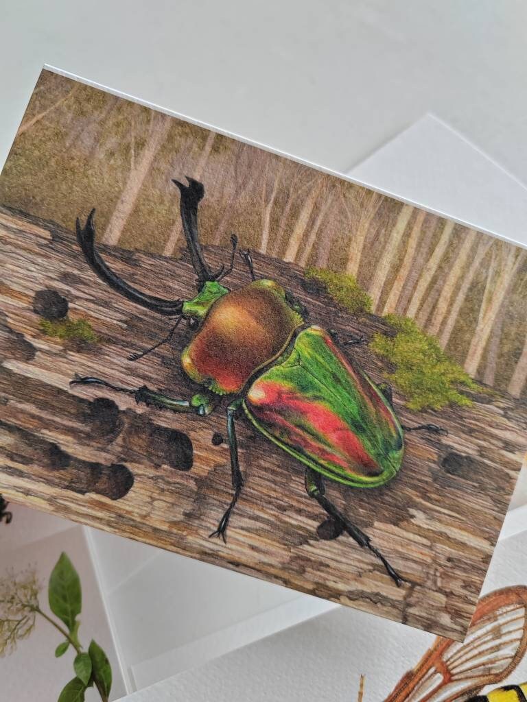 Greetings card - Phalacrognathus muelleri, Australian Rainbow Stag Beetle