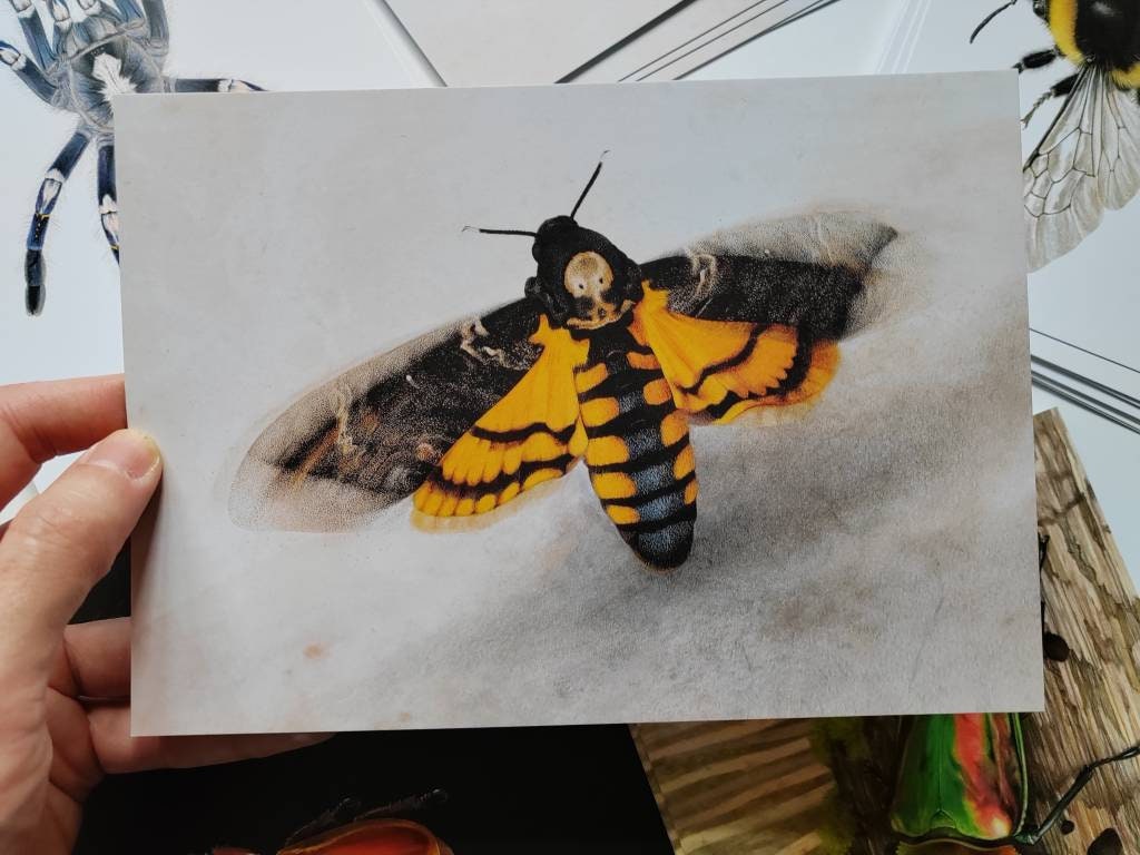 A5 giant postcard Acherontia atropos Death's Head Moth
