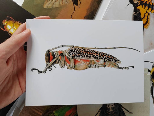 A5 giant postcard Rosenbergia straussi Longhorn Beetle