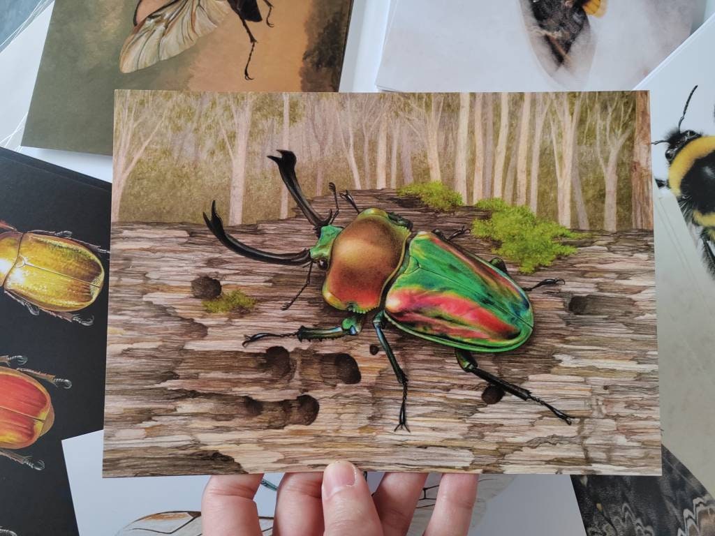 A5 giant postcard Phalacrognathus muelleri, Australian Rainbow Stag Beetle