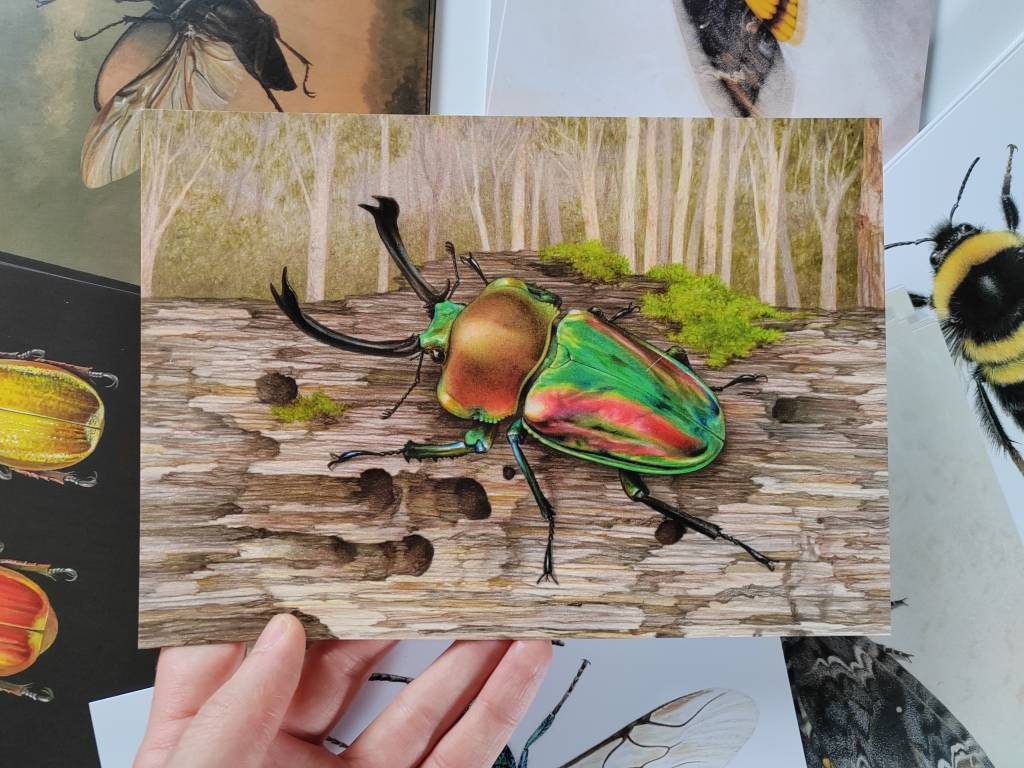A5 giant postcard Phalacrognathus muelleri, Australian Rainbow Stag Beetle