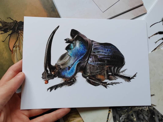 A5 giant postcard Coprophanaeus lancifer, giant blue dung scarab beetle