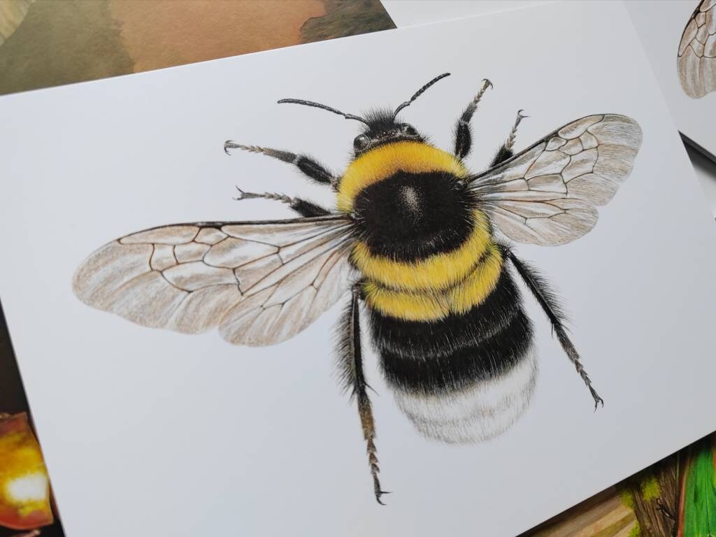 A5 giant postcard Bombus hortorum, Garden Bumblebee