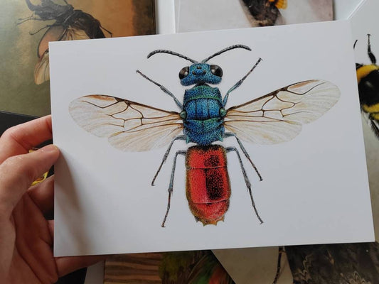 A5 giant postcard Chrysis ignita, Jewel wasp