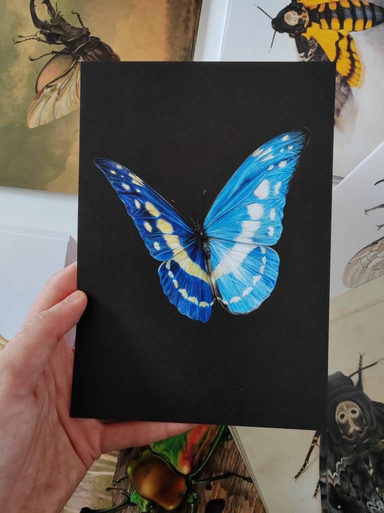 A5 giant postcard Morpho cypris butterfly