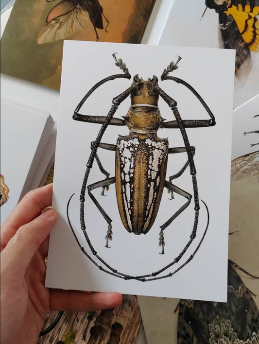 A5 giant postcard Batocera wallacei, Wallace's Longhorn Beetle