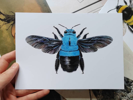 A5 giant postcard Xylocopa caerulea, the Blue Carpenter Bee