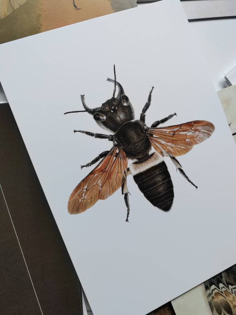 A5 giant postcard Megachile pluto, Wallace's Giant Bee