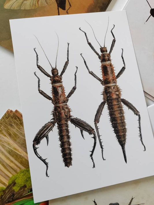 A5 giant postcard, Eurycantha horrida Male & Female