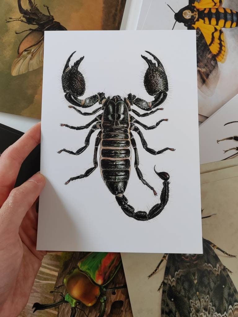 A5 giant postcard Pandinus imperator, Emperor scorpion