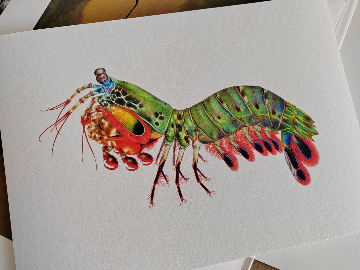 Limited edition art print - Peacock Mantis Shrimp, Odontodactylus scyllarus