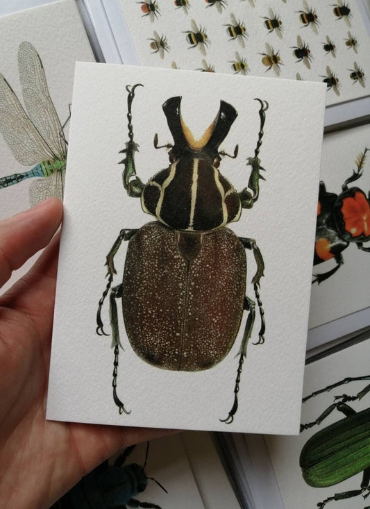 Greetings card - Inca clathtratus