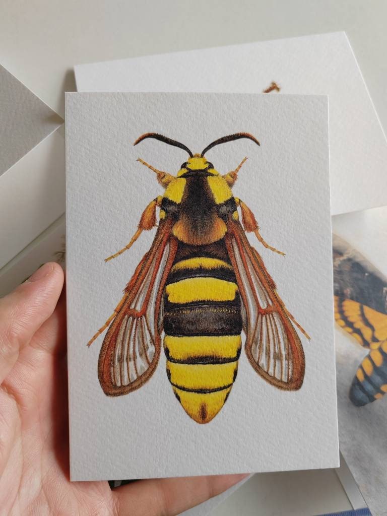 Greetings card - Hornet Clearwing Moth, Sesia apiformis