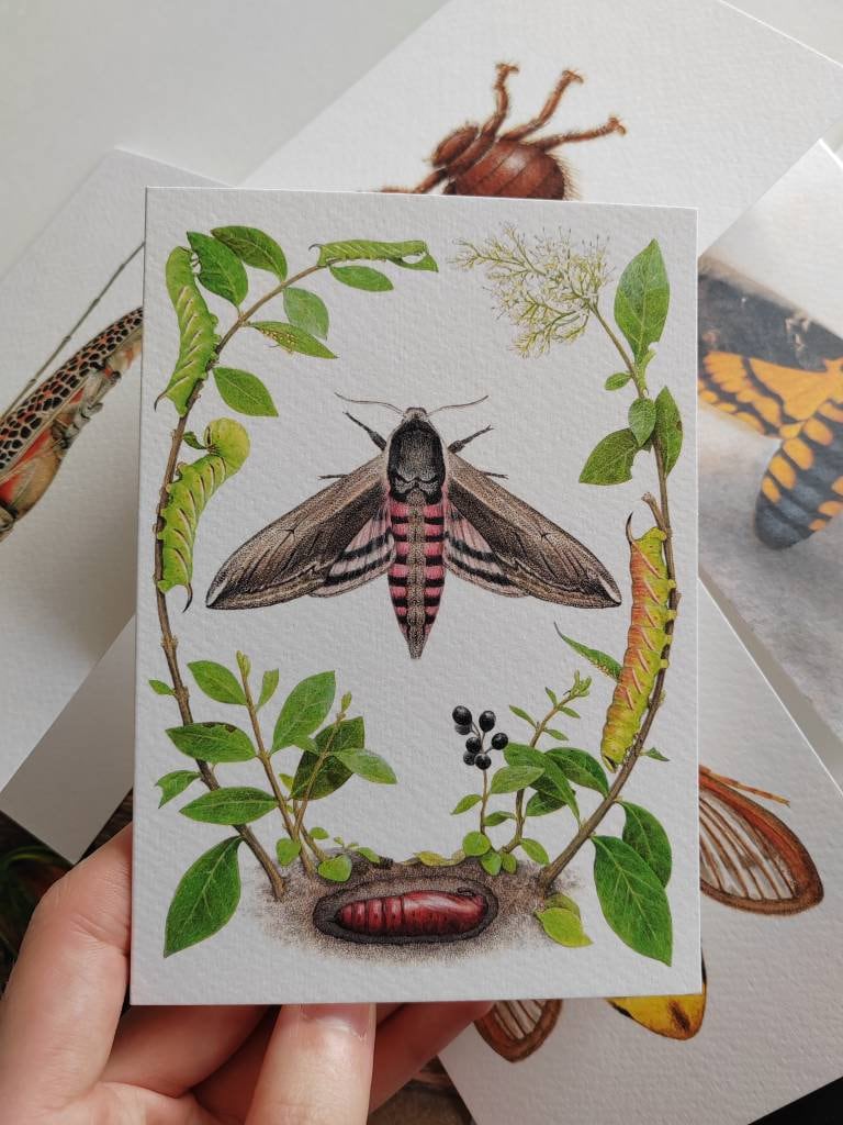 Greetings card - Sphinx ligustri, Privet Hawk Moth lifecycle