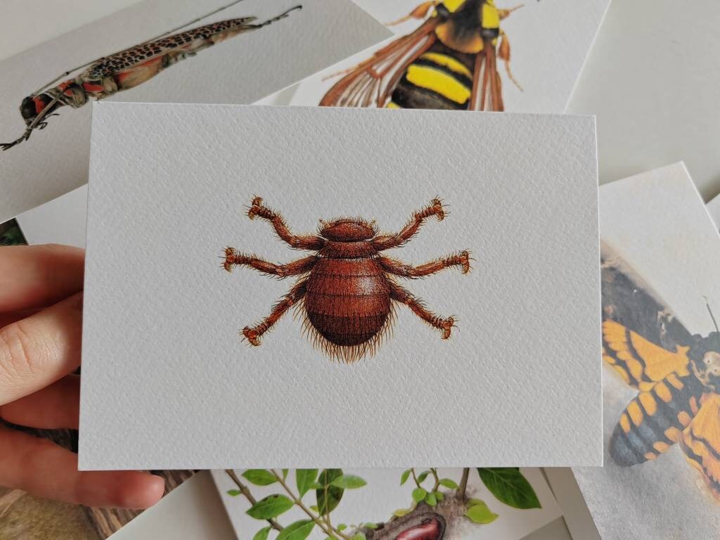 Bee Louse greetings card