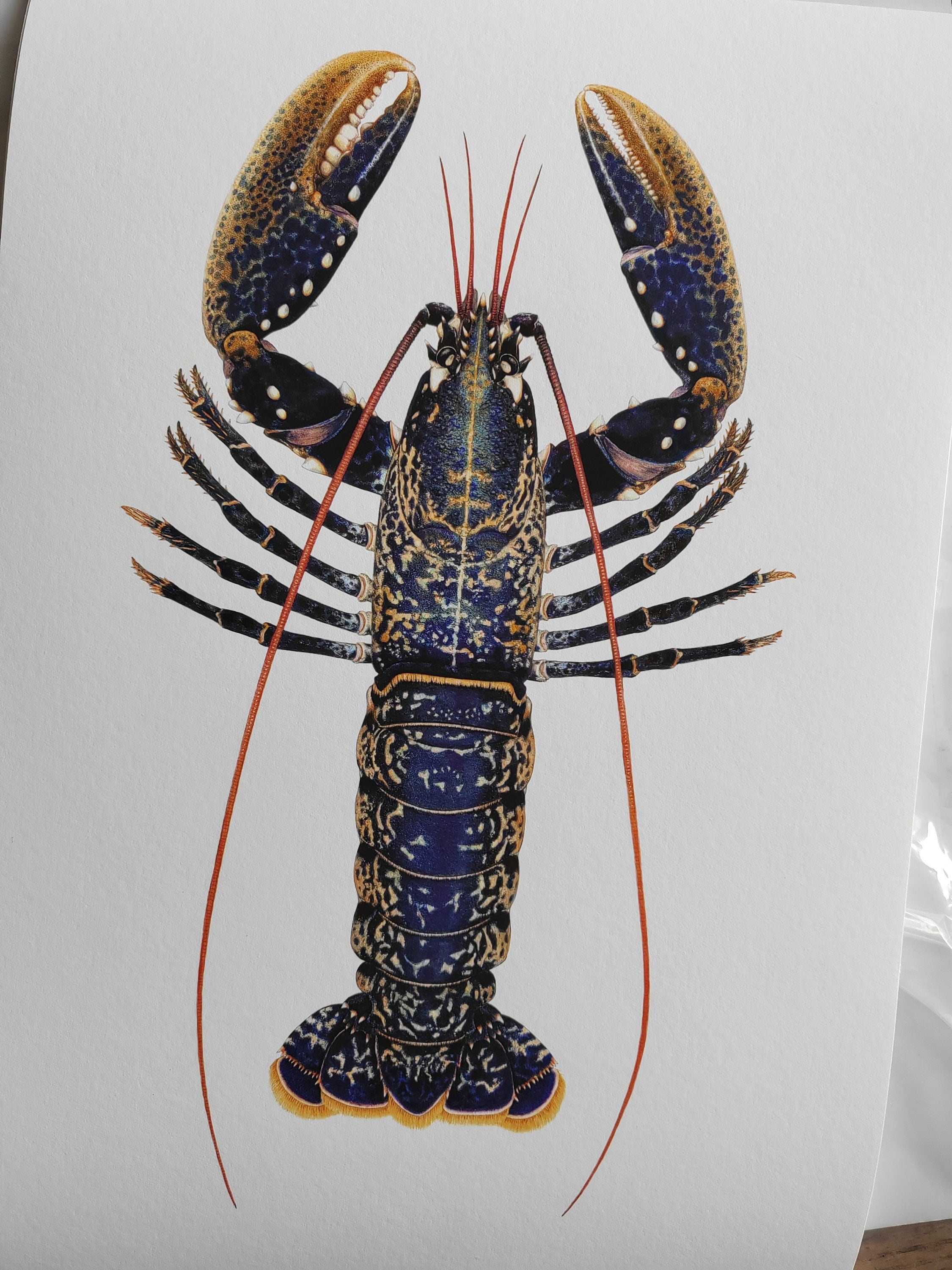 Homarus gammarus, Lobster A3 size limited edition art print – Carim ...