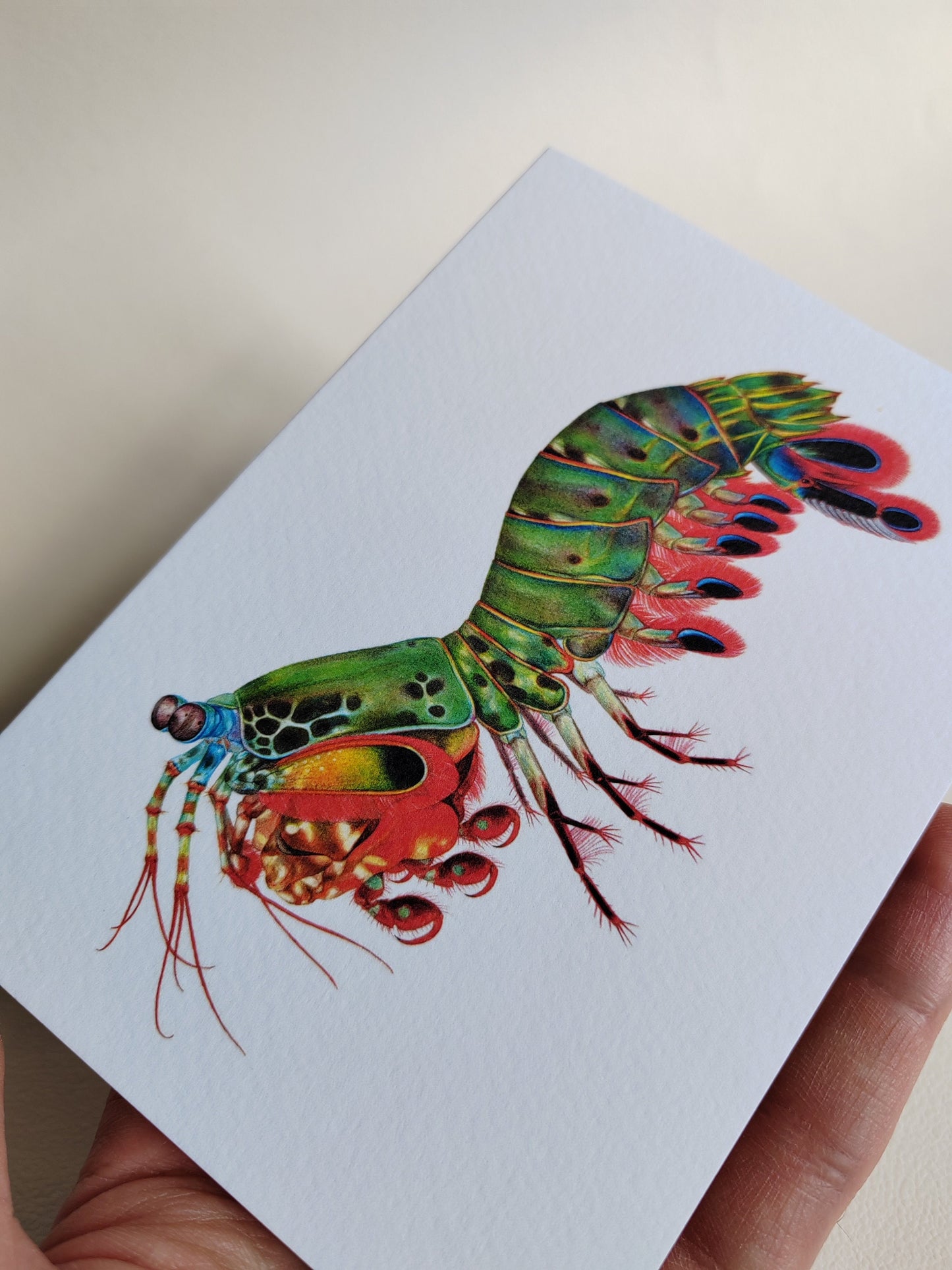 Peacock Mantis Shrimp Greetings Card, A6 size