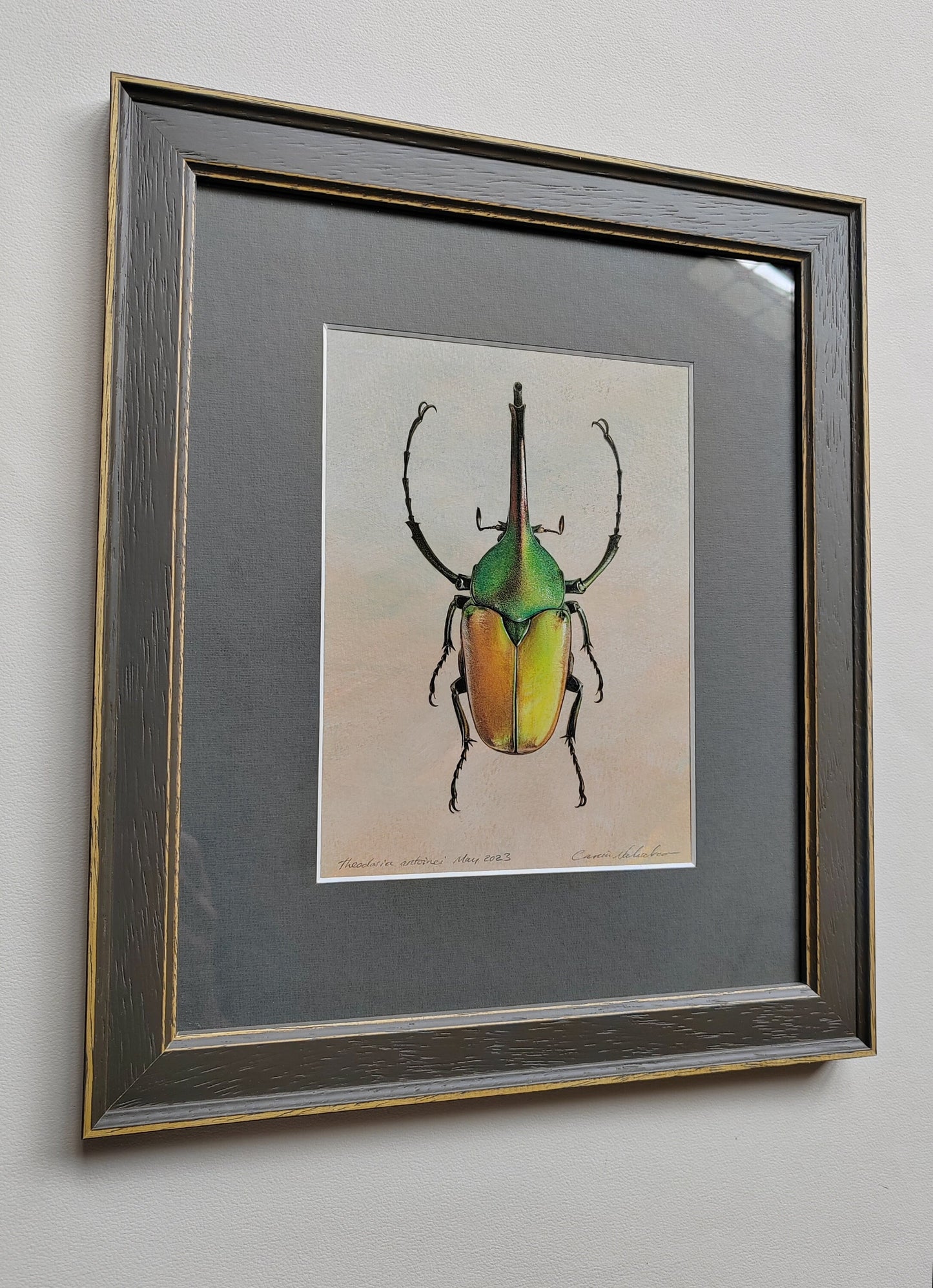 Framed Original Artwork - Theodosia antoinei, Horned Flower Chafer beetle