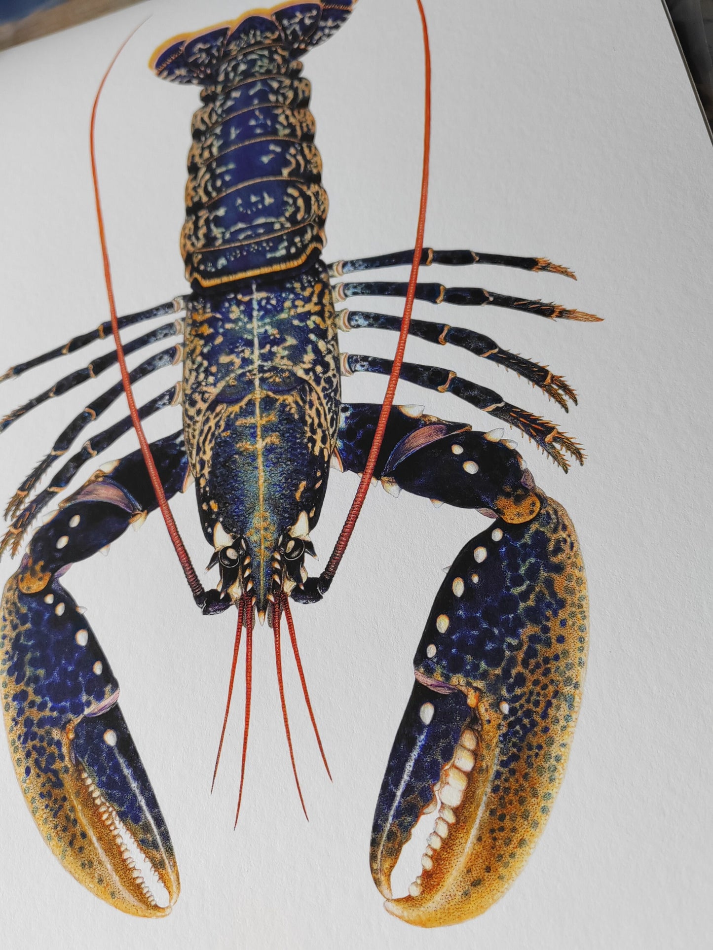 Homarus gammarus, Lobster A3 size limited edition art print